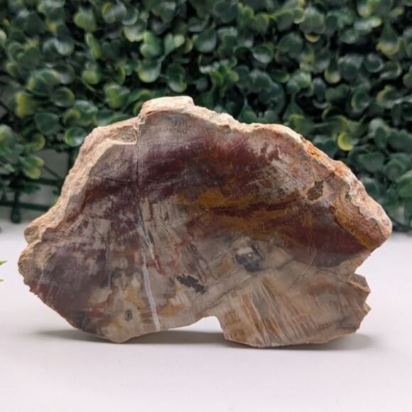 Other Store Other - Petrified wood slab fossil crystal rock natural specimen red polished raw